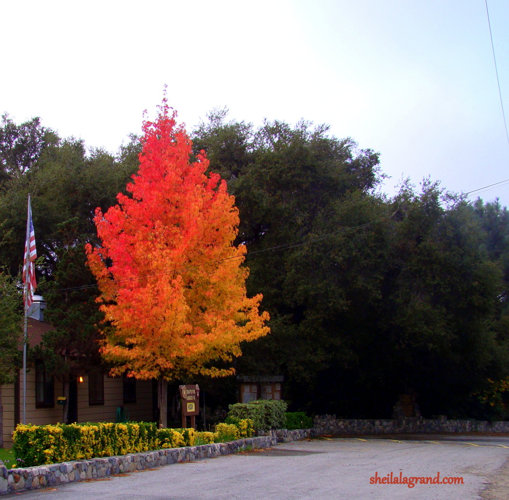 autumn tree 1
